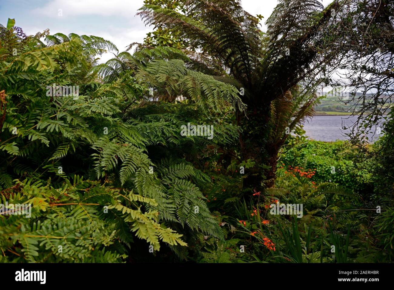 Dicksonia squarosa, Baum Farn, Amtsleitung in Ivy, Mix, gemischte Bepflanzung, Garten, Gärten, Irland, RM Floral Stockfoto