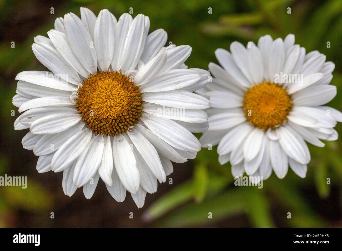 Leucanthemum x 'lilac Shasta daisy Stockfoto