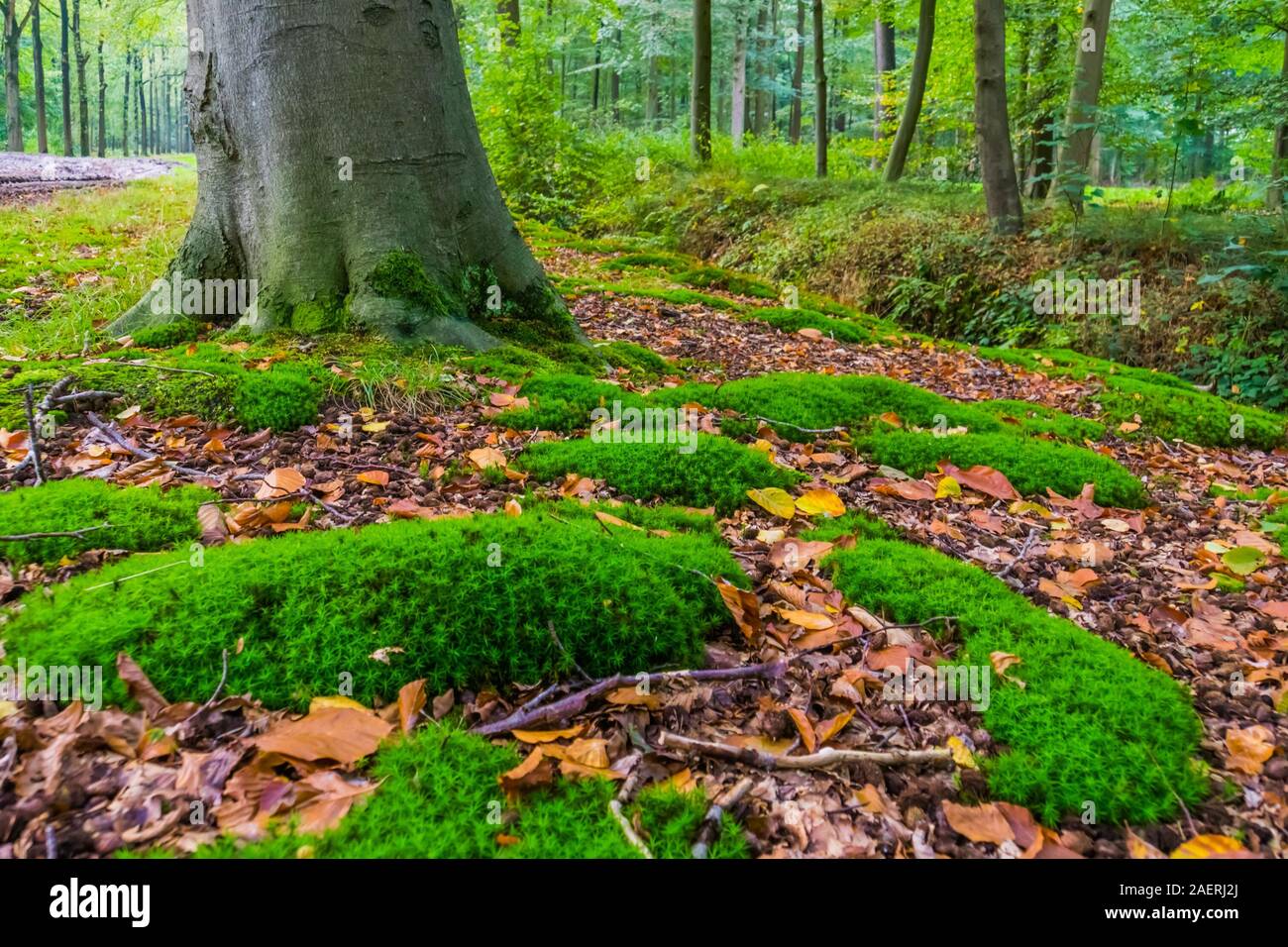 Gemeinsame Haar Moos im Wald liesbos Breda, Niederlande, Niederländische wald landschaft Stockfoto