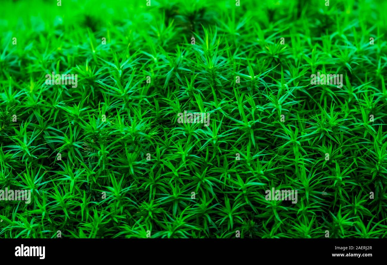 Makro Nahaufnahme des gemeinsamen Haar cap Moss, sternförmigen Blätter, kosmopolitischen wilde Pflanze specie Stockfoto