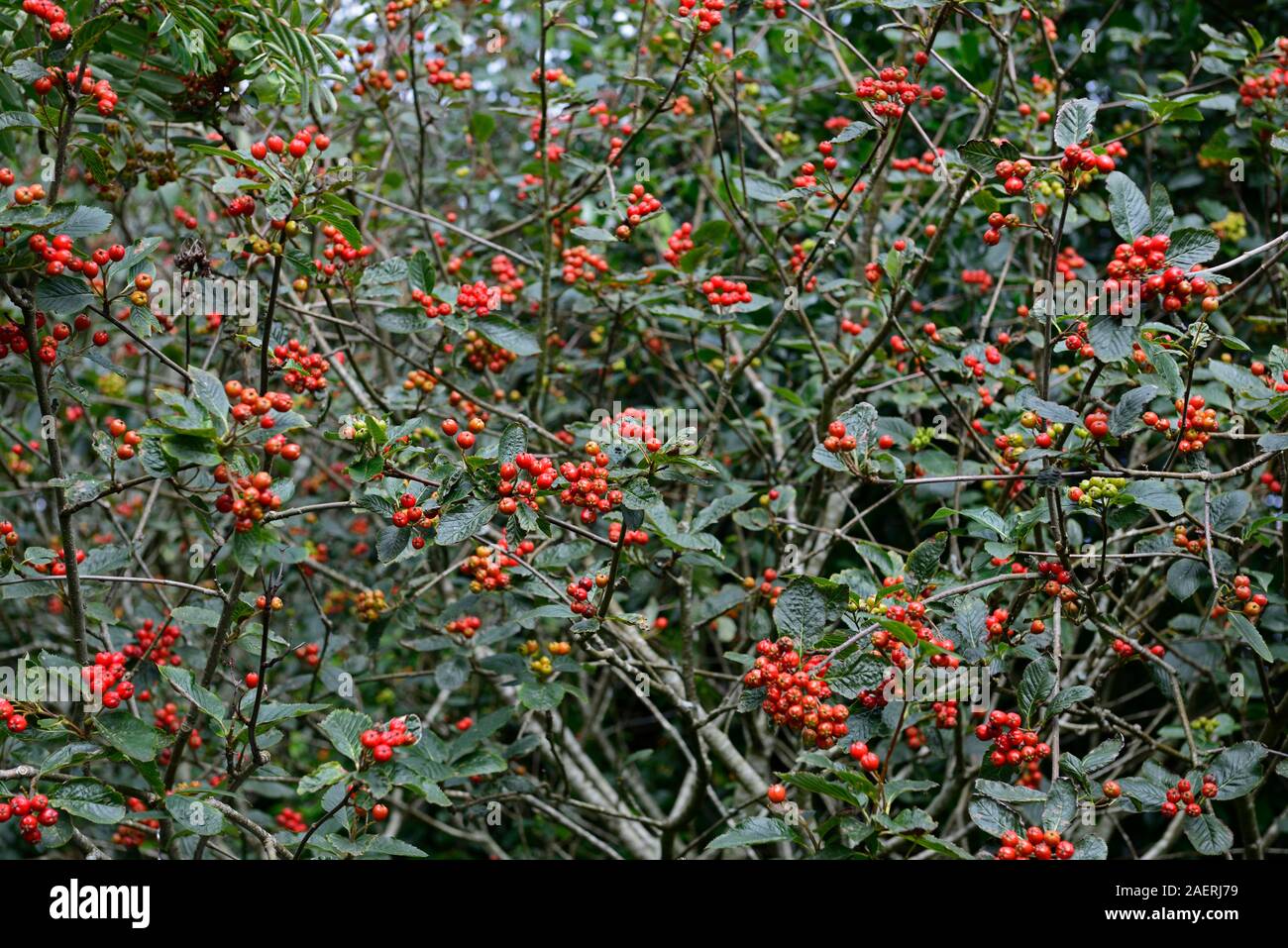 Sorbus × hostii, Esche, rote Beeren, rote Beere, Obst, kleiner Baum, Zierbäume, Garten, Gärten, RM Floral Stockfoto