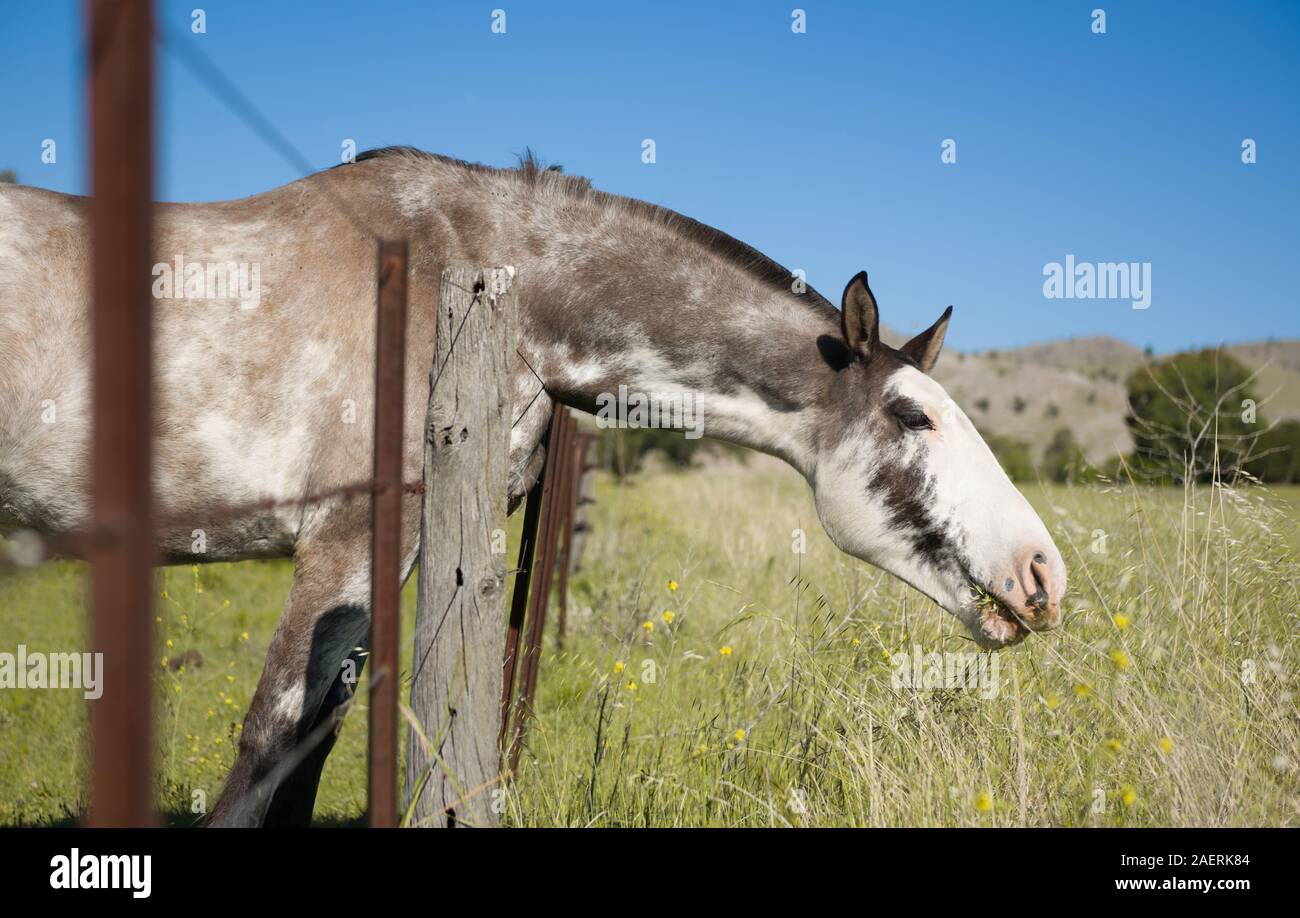 Junges Pferd über den Zaun zu füttern Stockfoto