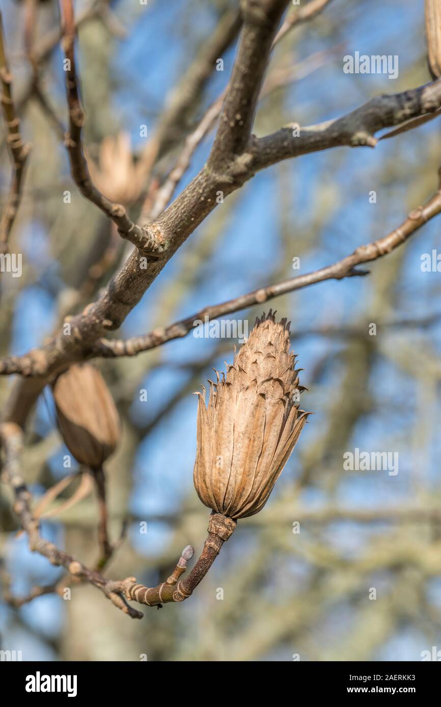 Saatgut Staats Tulip Tree/Liriodendron tulipifera (auch Tulip Poplar & Yellow Poplar benannt ist). Einmal als Heilpflanze in pflanzliche Heilmittel verwendet. Stockfoto