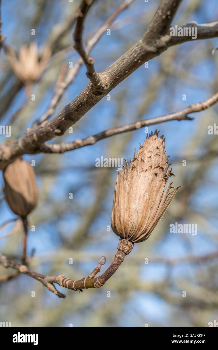 Saatgut Staats Tulip Tree/Liriodendron tulipifera (auch Tulip Poplar & Yellow Poplar benannt ist). Einmal als Heilpflanze in pflanzliche Heilmittel verwendet. Stockfoto