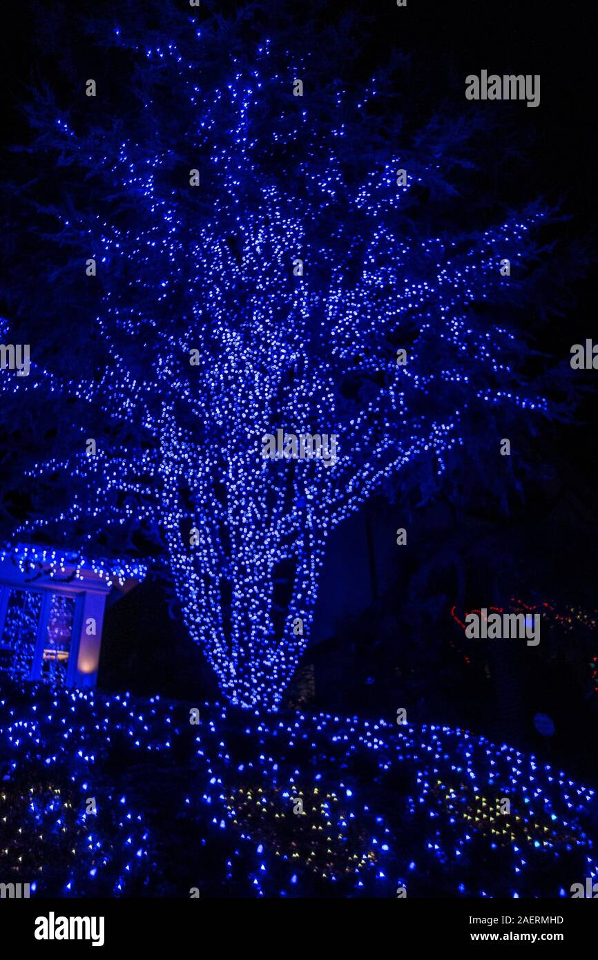 Bunte Blau Weihnachten Dekorationen auf einem Baum in Bay Ridge Brooklyn, New York, USA Stockfoto