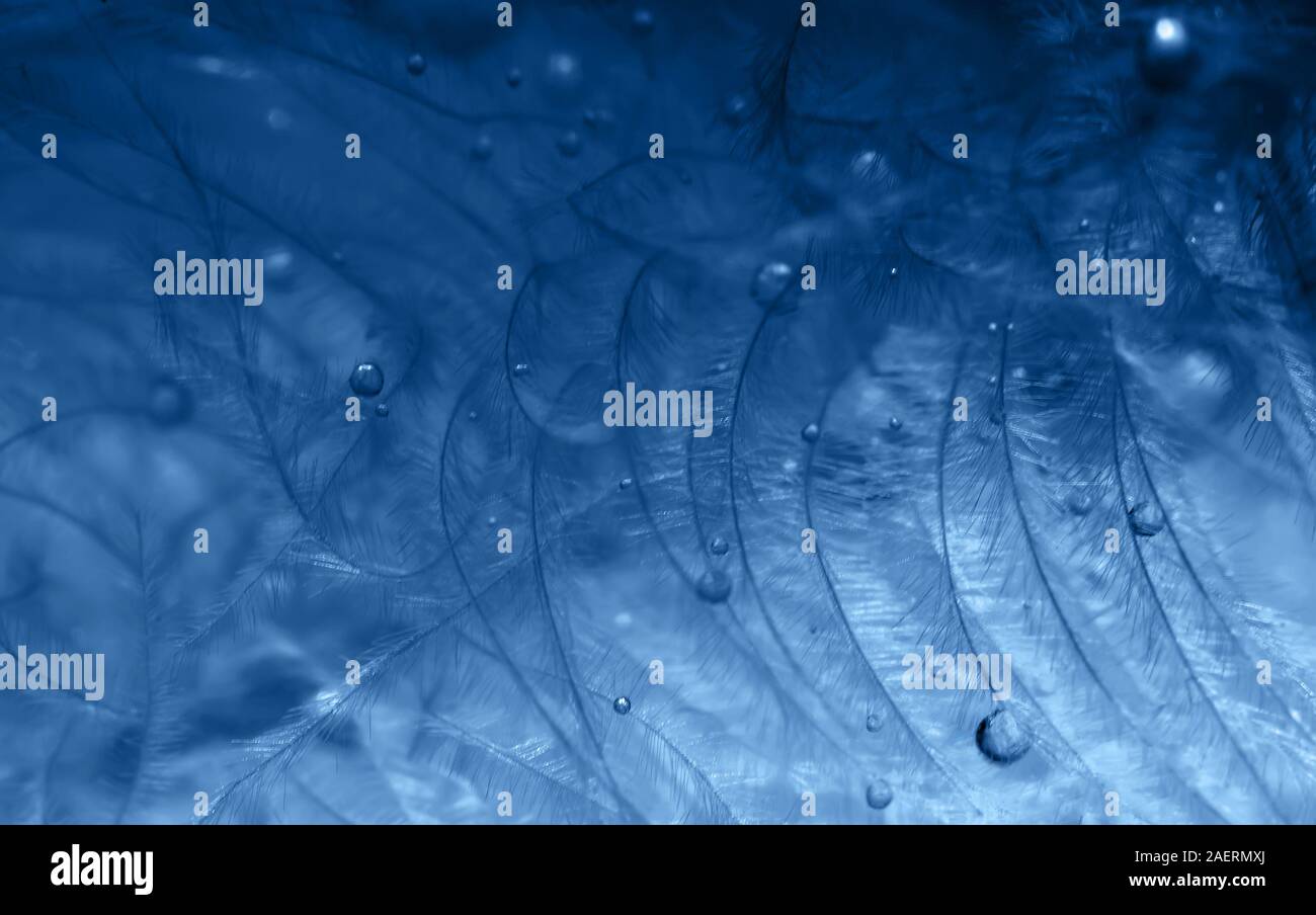 Zusammenfassung Hintergrund mit flauschigen federn und Wassertropfen. Makro mit Sekt auf Blau verschwommenen Hintergrund. Trendfarbe Konzept des Jahres, Stockfoto