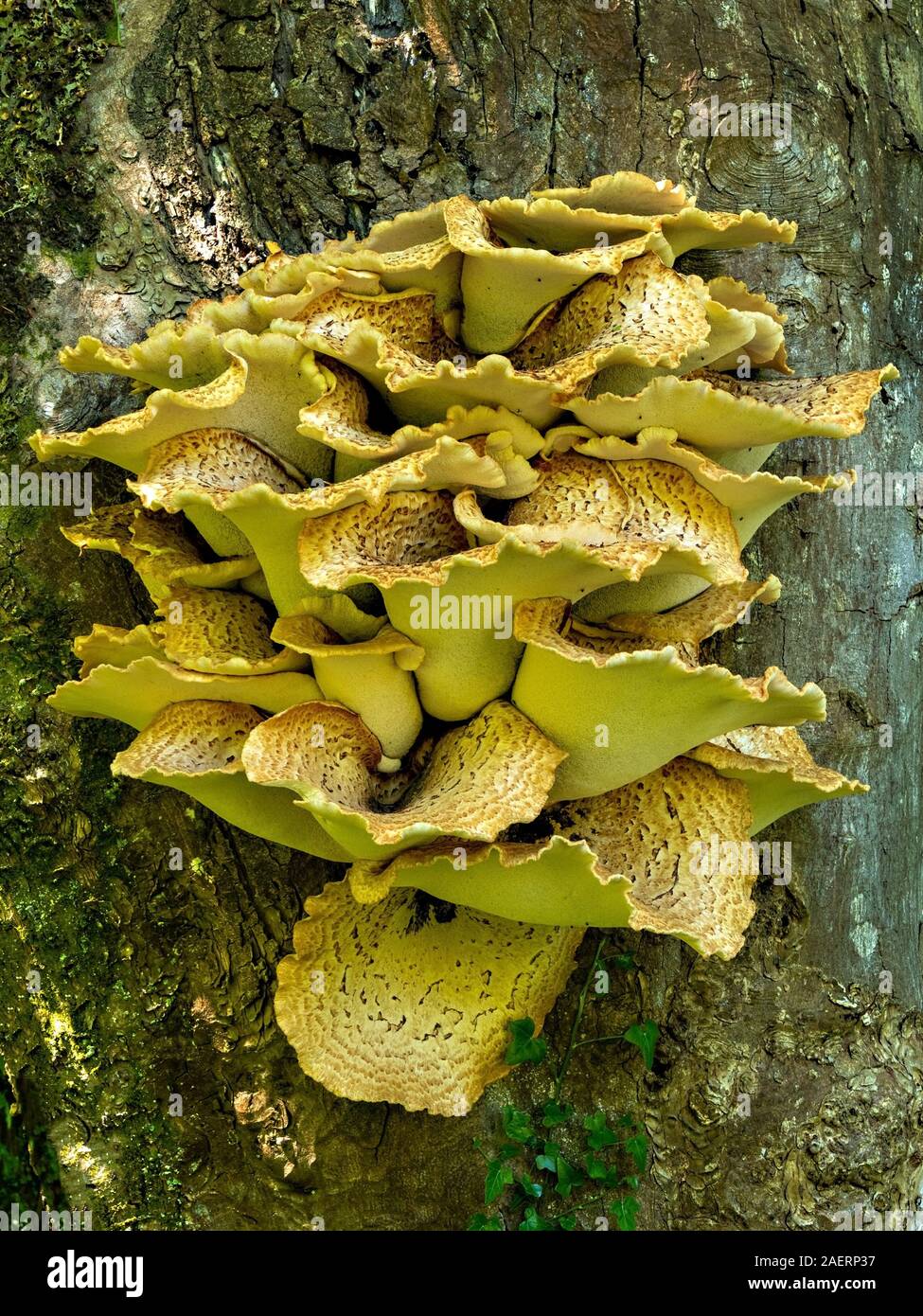 Große gelbe Dryaden Sattel Pilze (Polyporus squamosus) wachsen auf Baumstamm im Mai, Schottland, Großbritannien Stockfoto