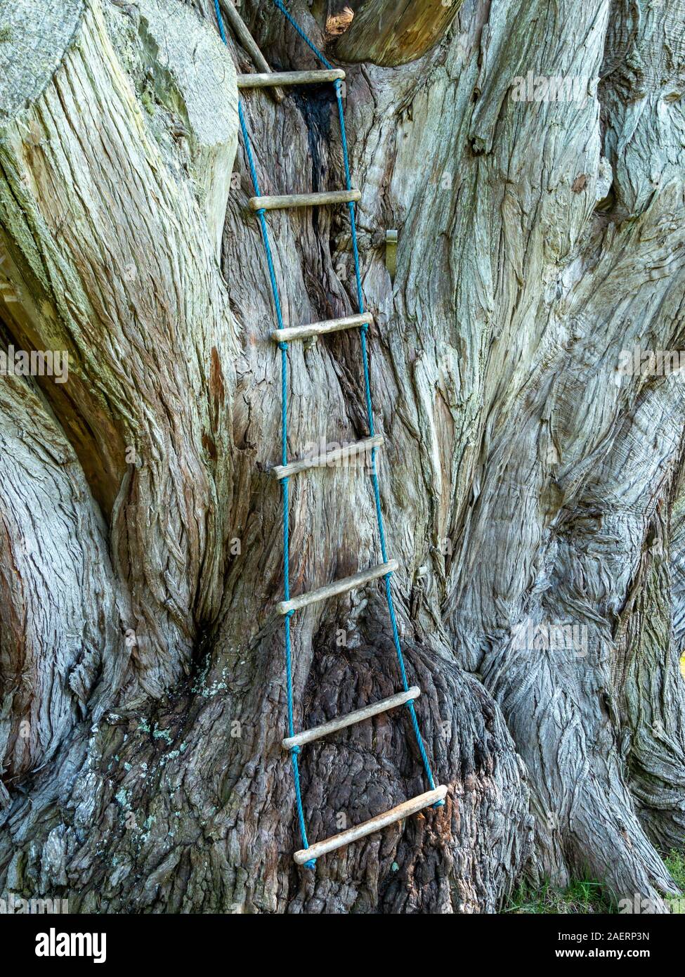 Strickleiter klettern Stamm von riesigen Monterey Cypress Tree in Colonsay House Gardens, Insel Colonsay, Schottland, Großbritannien Stockfoto