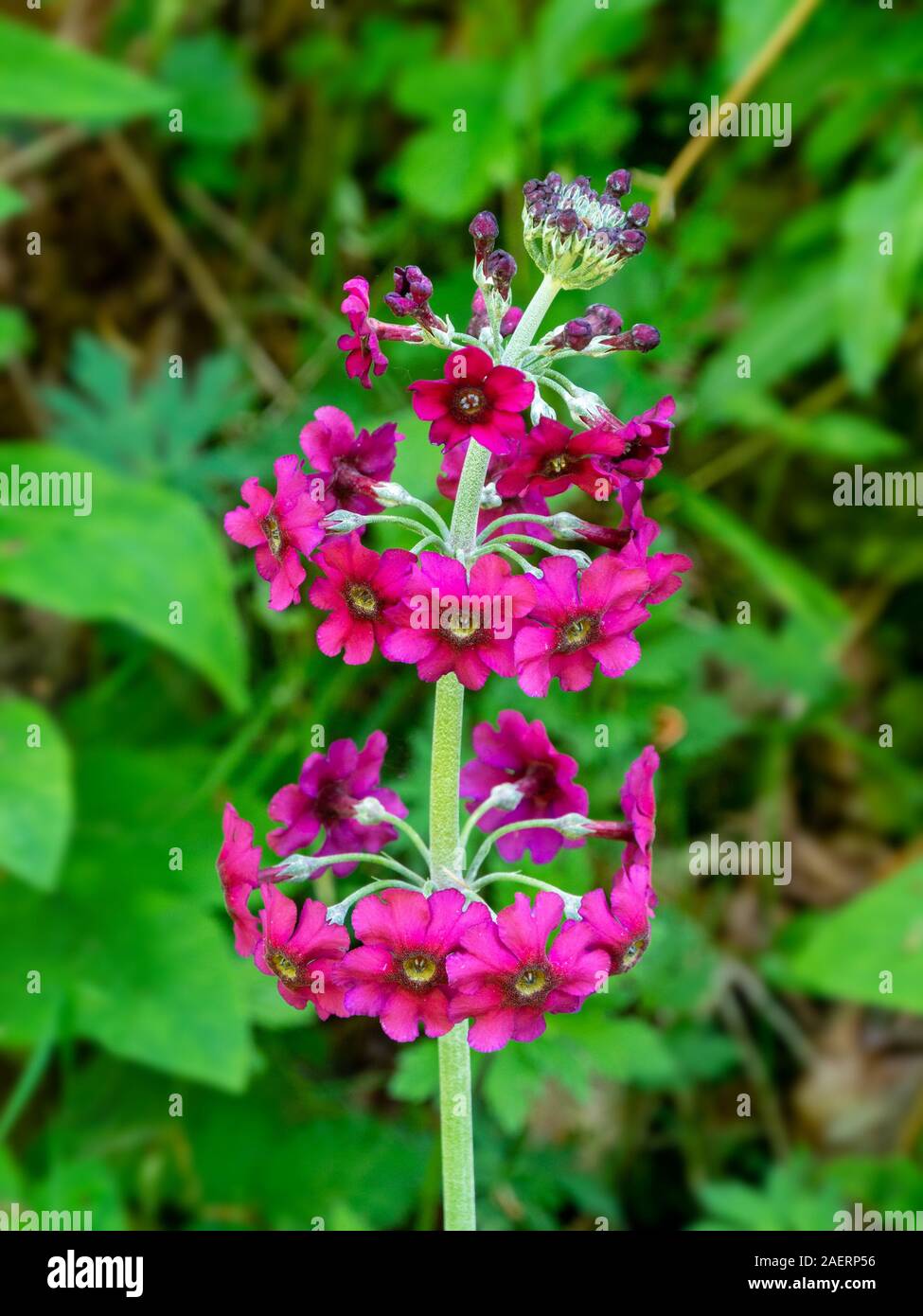 Nahaufnahme der einzelnen Lila primula Kandelaber Primula pulverulenta Blumen, Pflanzen in voller Blüte, Schottland, Großbritannien Stockfoto