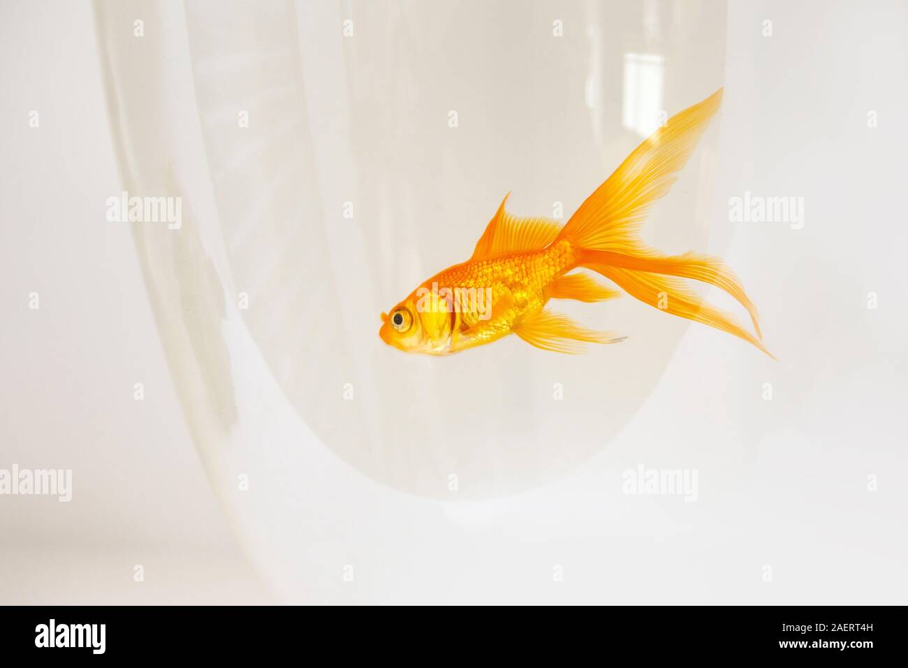 Goldfisch in einem Fischglas auf weißem Hintergrund, Aquarium Hintergrund Stockfoto