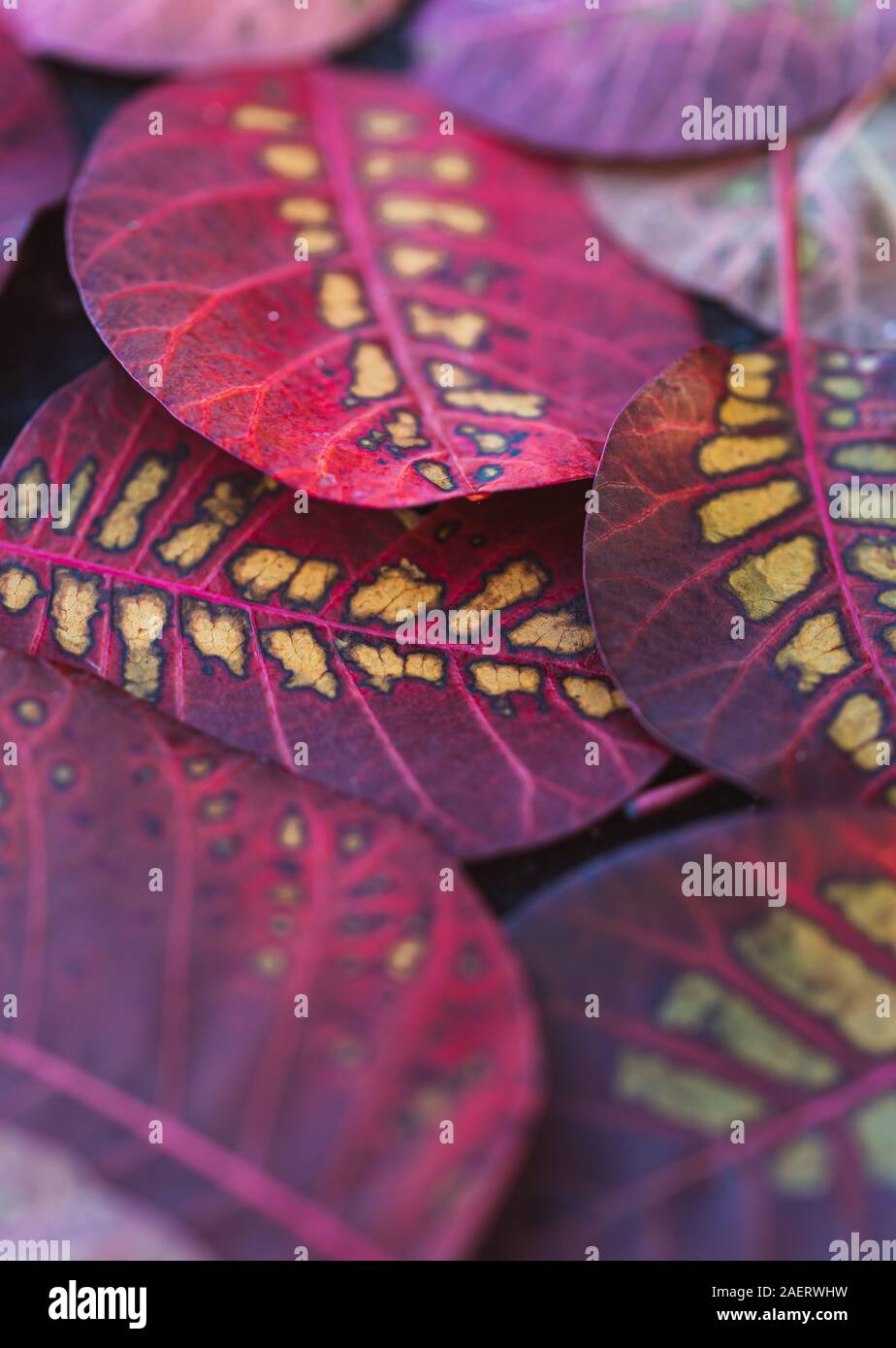 In der Nähe der bunten Blätter von smokebush auf dem Boden im Herbst. Stockfoto