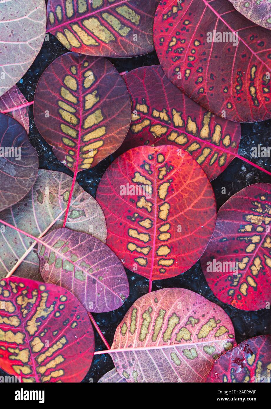 In der Nähe der bunten Blätter von smokebush auf dem Boden im Herbst. Stockfoto