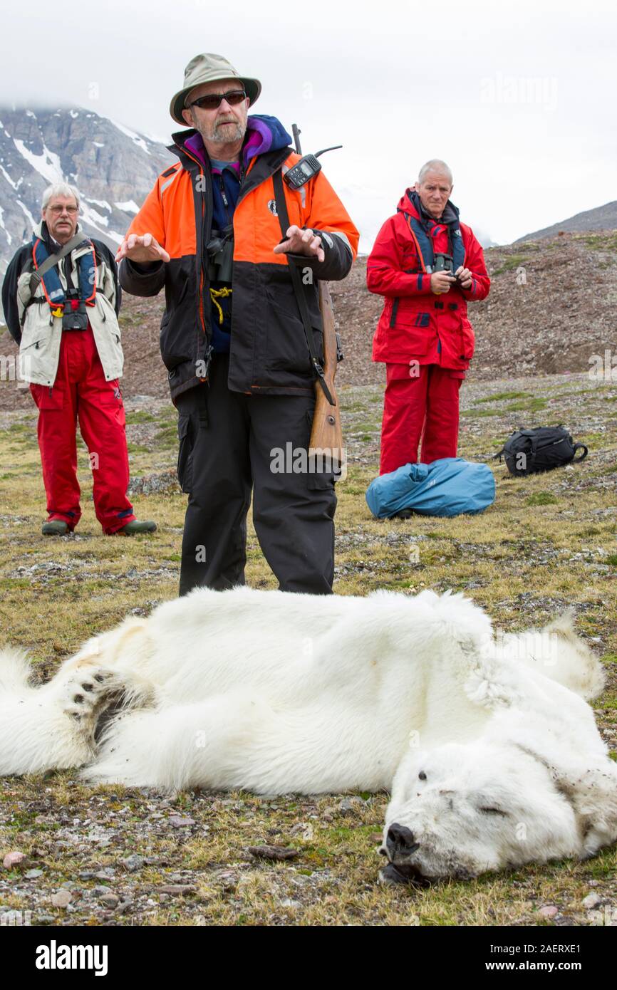 Einen männlichen Eisbär (Ursus maritimus) zum Tod als Folge des Klimawandels verhungert. Dieser männliche Eisbären wurde zuletzt vom Norwegischen Polar-Institut im April 2013 verfolgt im südlichen Svalb Stockfoto