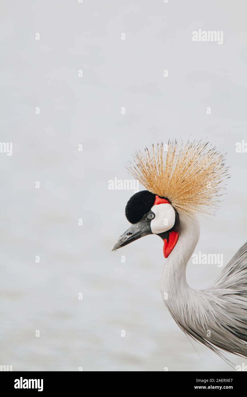Ein Regal Kronenkranich in Kenia Stockfoto