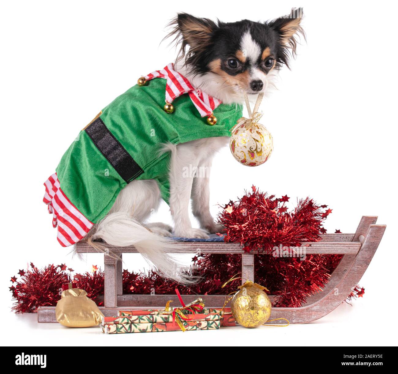 Chihuahua in einem Goblin Outfit sitzt mit einem Schlitten für Weihnachten auf weißem Hintergrund Stockfoto