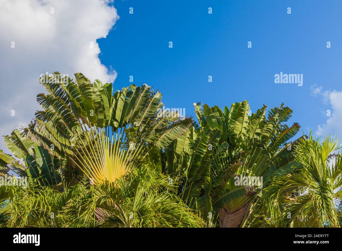 Ein Beispiel für das üppige Wachstum im Dschungel der Yucatan Halbinsel von Mexiko zu finden. Stockfoto