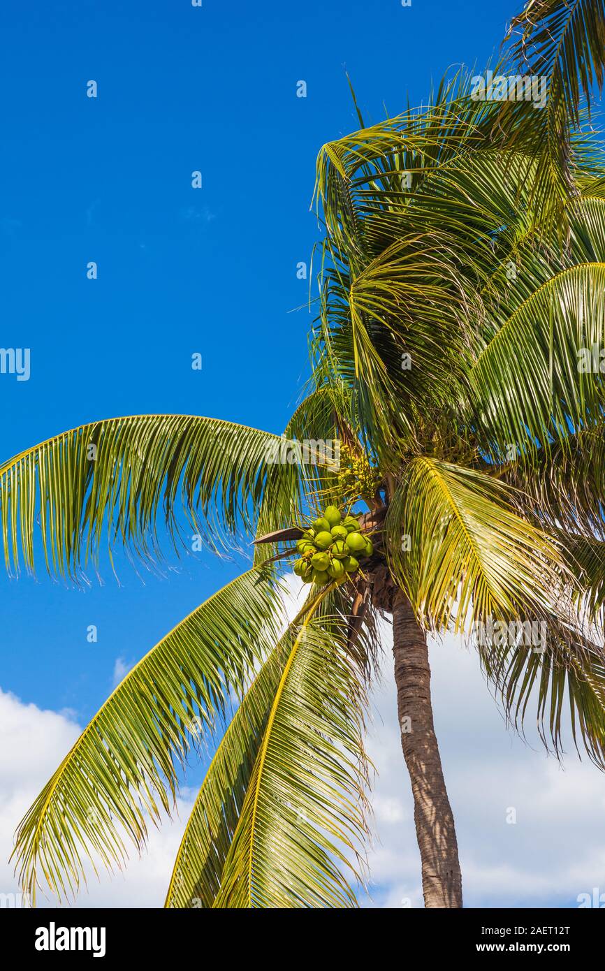 Cluster von Kokosnüssen auf einem Palm Tree entlang der Riviera Maya in Mexiko in der Nähe von Tulum Stockfoto