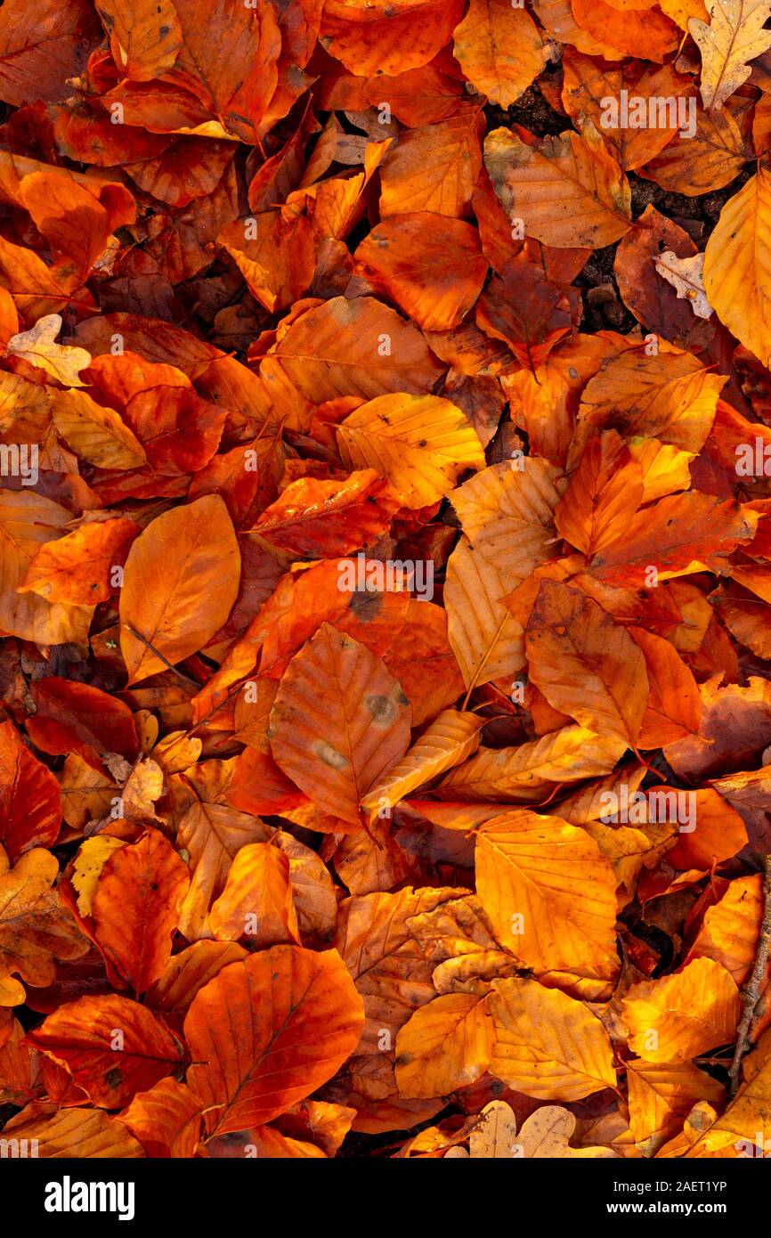Falled getrocknete Blätter im Herbst Der Herbst mit schönen Farben für Hintergrund Stockfoto