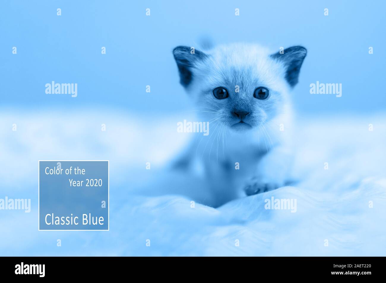 Farbe des Jahres 2020 Classic blau Pantone. Porträt eines kleinen Siam oder Thai kitten Suchen mit blauen Augen direkt in die Kamera und gehen. Stockfoto