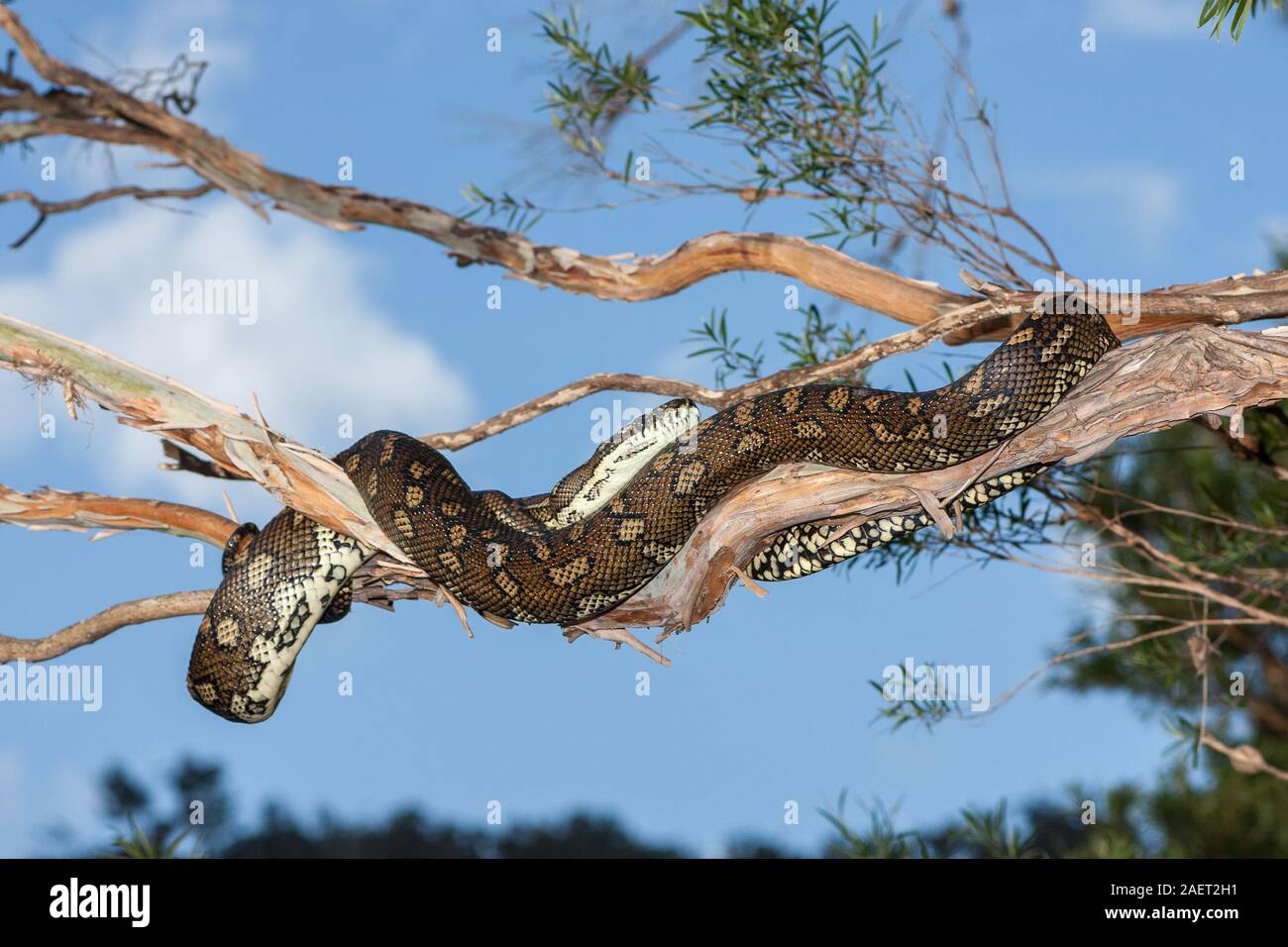 Teppich Python ruht auf Ast Stockfoto