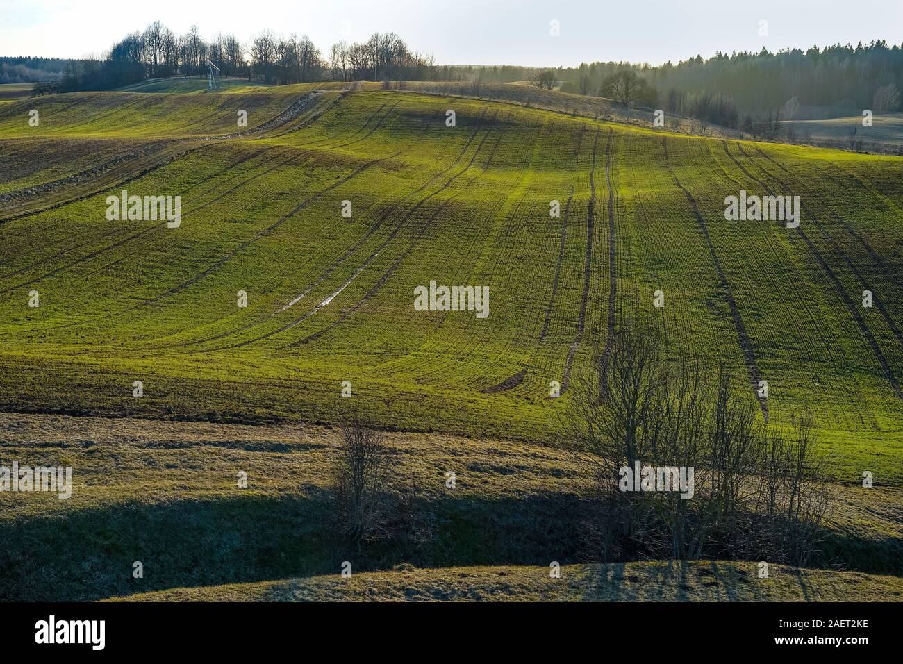 Der frühe Frühling in litauische Landschaft an einem sonnigen Abend. Es gibt grüne Pflanzen auf den Hügeln. In der Ferne - Wald und Himmel. Stockfoto