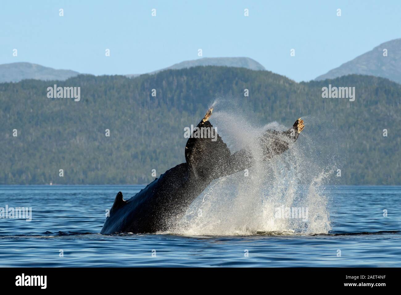 Splashdown, Buckelwal hohe IT-tailing, Wal-Kanal, British Columbia. Stockfoto