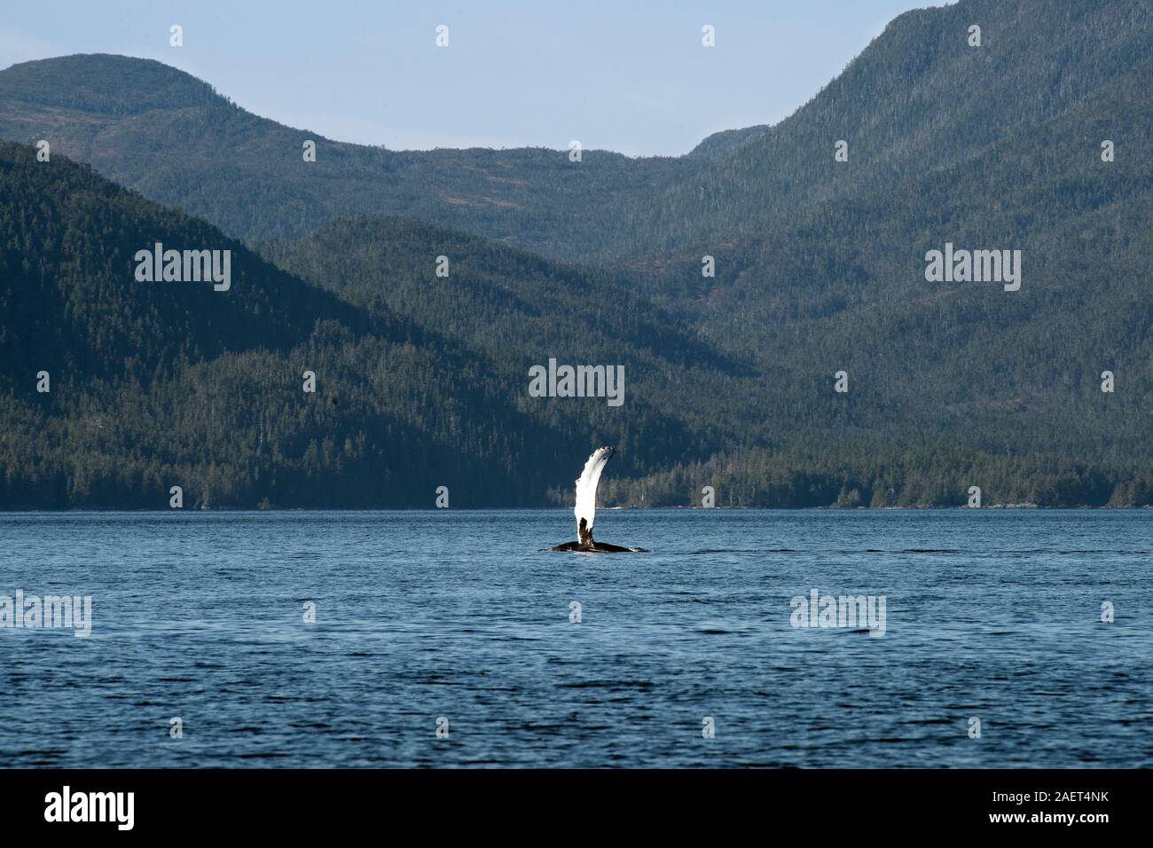 Die flosse eines Buckelwals sieht aus wie ein entfernter Segelboot, Wal-Kanal, British Columbia. Stockfoto