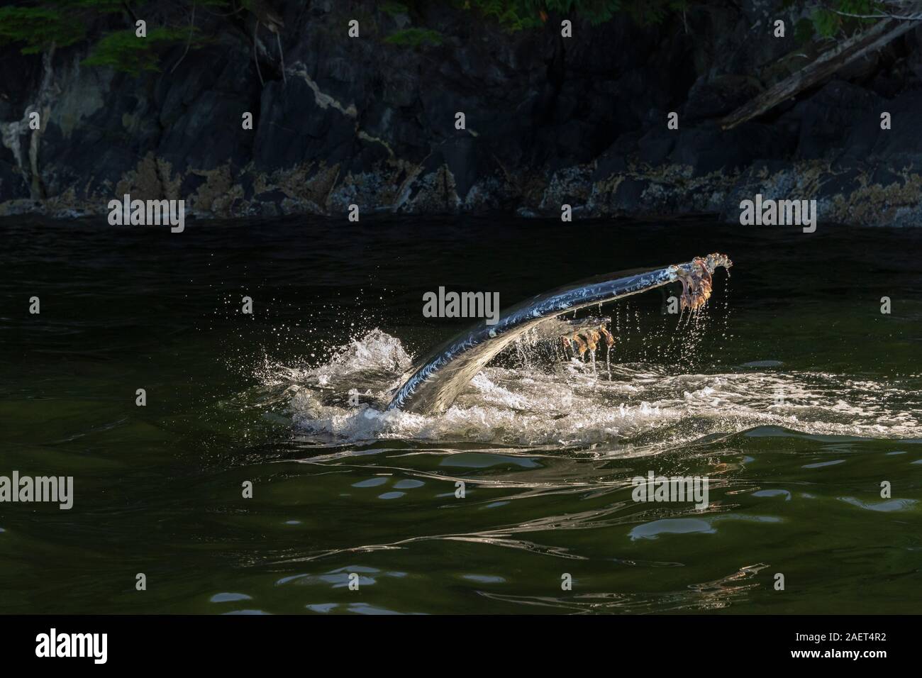 Buckelwal Schwanz mit Schwanenhals Seepocken (Pollicipes polymerus), Whale Kanal, British Columbia. Stockfoto