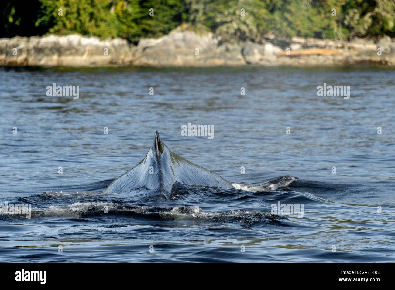 Nahaufnahme der Rückenflosse und Hump Der Buckelwal, Wal-Kanal, British Columbia. Stockfoto