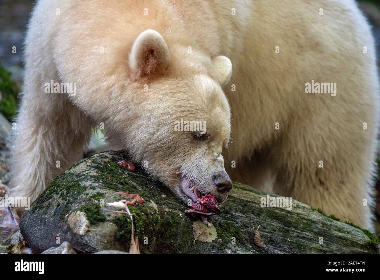 Geistes tragen Essen einen Bissen von Lachs mit einem Bemoosten anmelden, Gribbell Island, British Columbia Stockfoto
