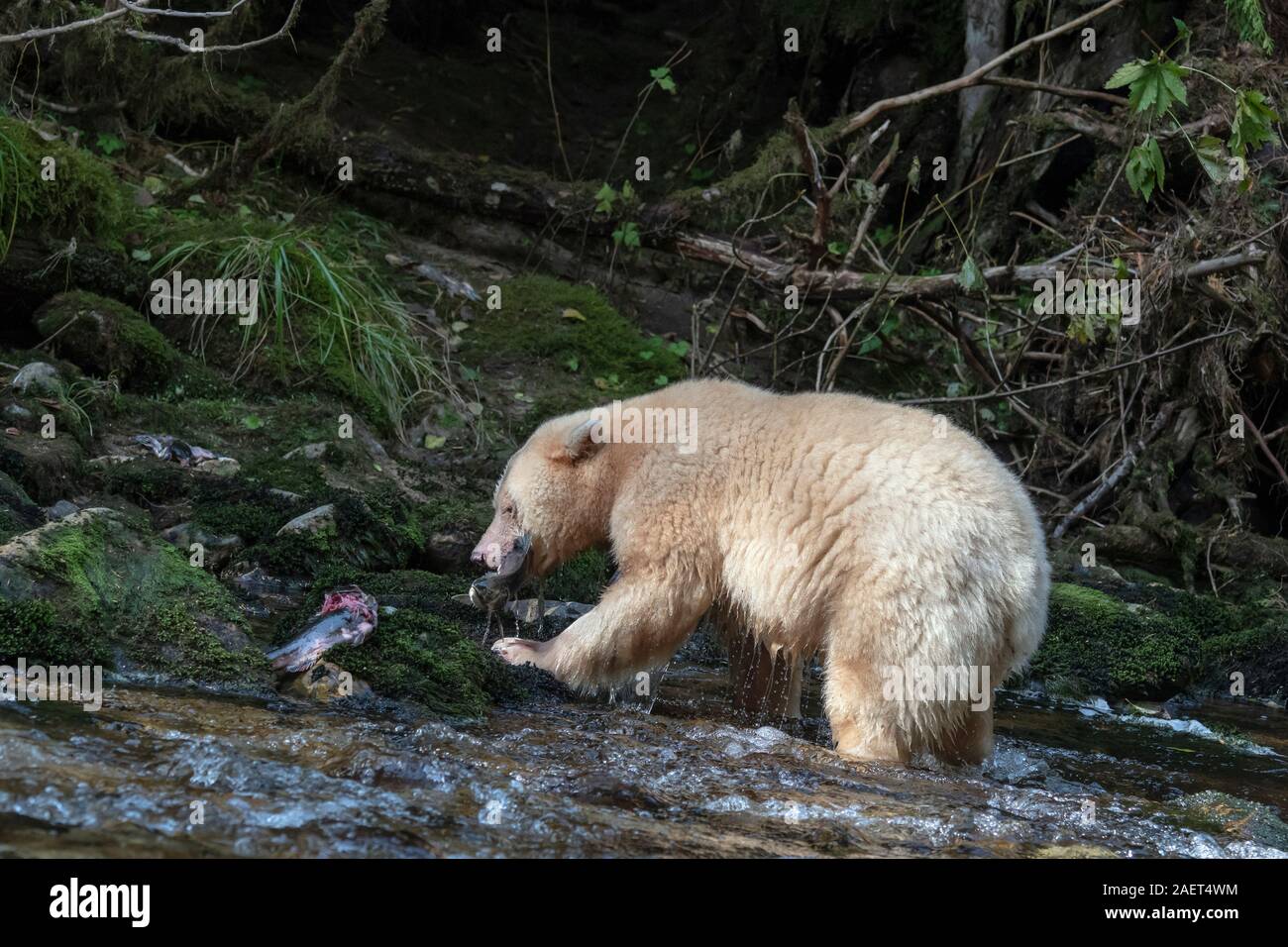 Geistes tragen mit frisch gefangenen Lachs, Gribbell Island, British Columbia Stockfoto