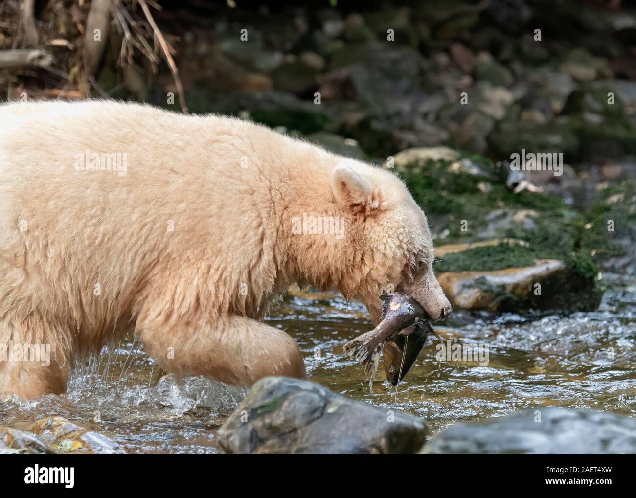 Geistes tragen mit frisch gefangenen Lachs, Gribbell Island, British Columbia Stockfoto