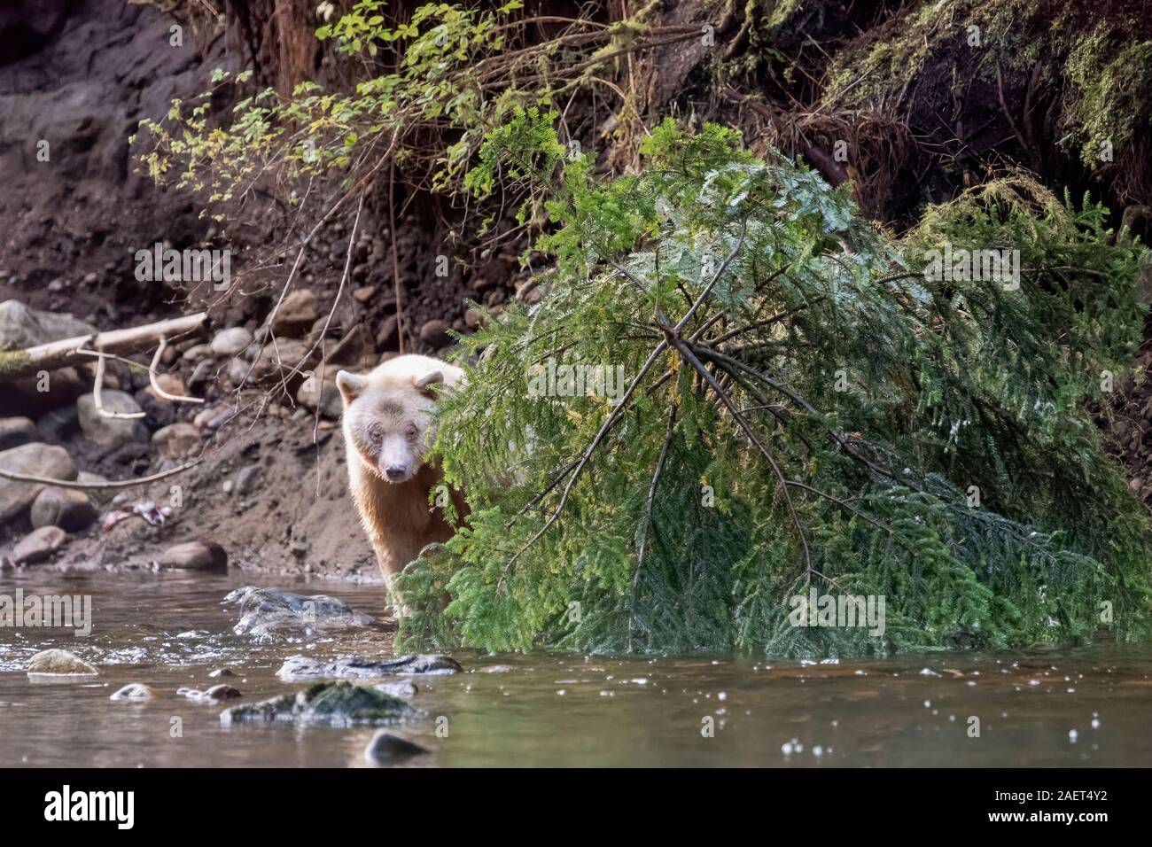 Geist tragen, die sich aus dahinter liegendem Baum, Gribbell Island, BC Fichte Stockfoto