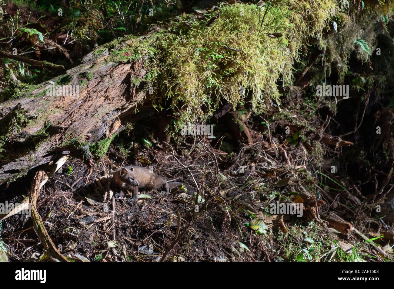 Ein wenig wild Marder ist gut auf dem Waldboden unter einem gefallenen Baum, Gribbell Island, BC getarnt Stockfoto