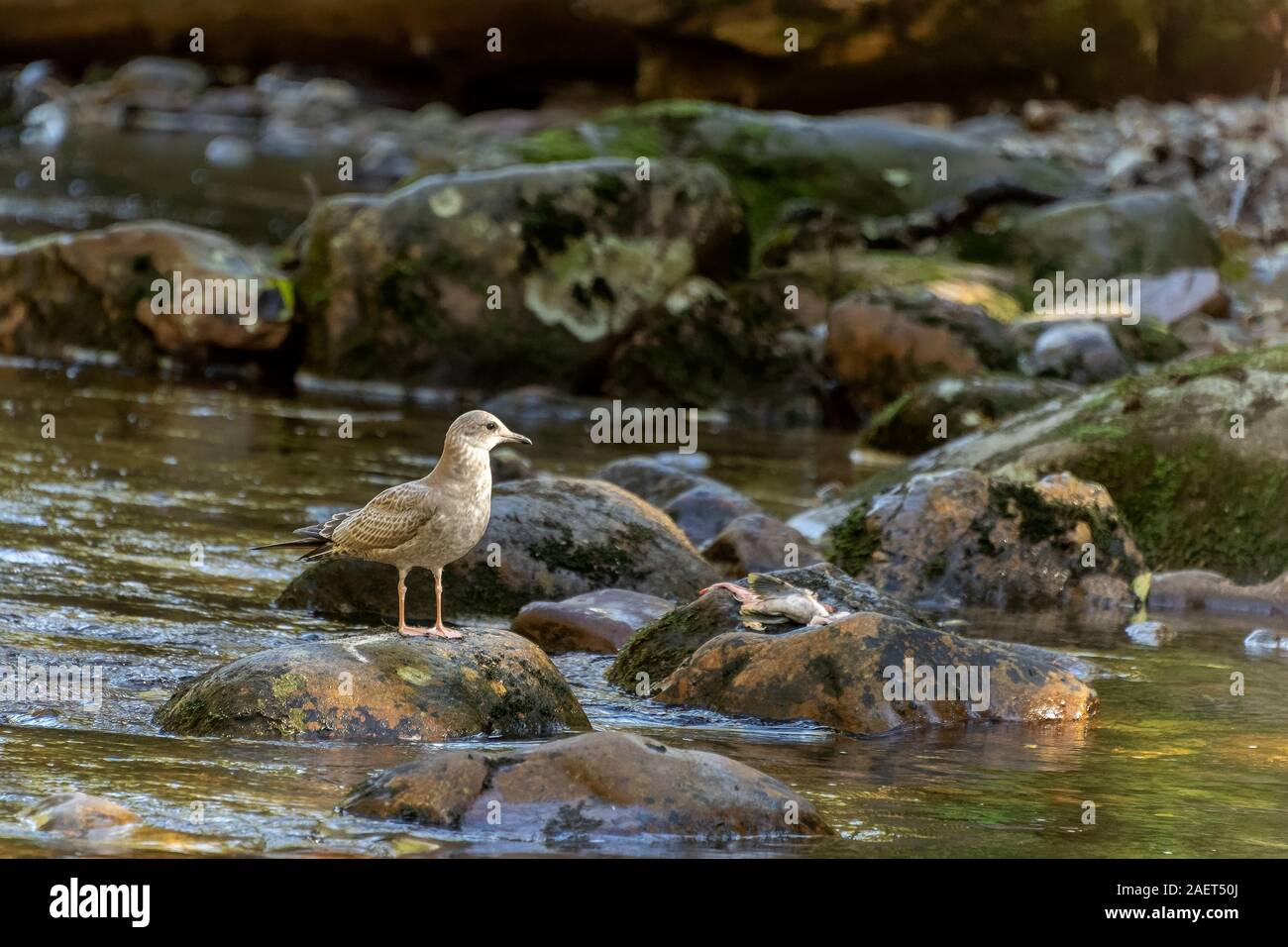 Juvenile Silbermöwe gemustert ein Lachs Karkasse, Riordan Creek, Gribbell Island, British Columbia Stockfoto