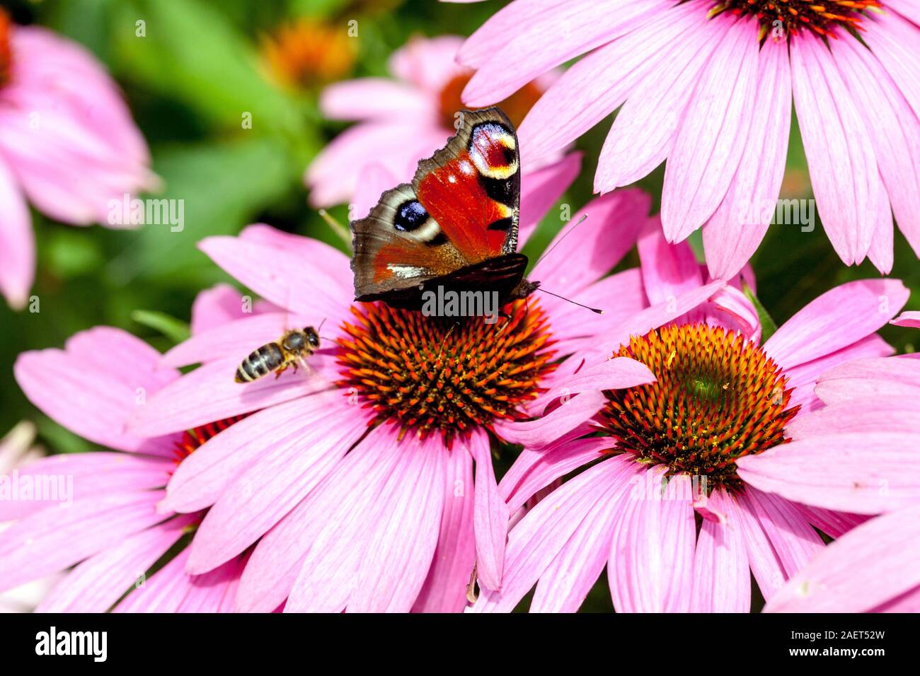 Pfau Schmetterling Biene fliegende lila Blütenblume Inachis io Schmetterling Gartenblume Aglais io Bienenblumen Insekten auf Echinacea purpurea Kopf Stockfoto