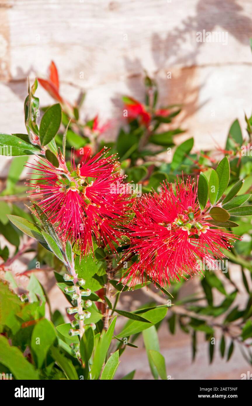 In der Nähe des 'Lena' Callistemon Bottlebrush Anlage. Produziert Crimson, rote Blüten im Frühjahr und im Sommer. Ist Immergrün und Voll winterhart. Stockfoto