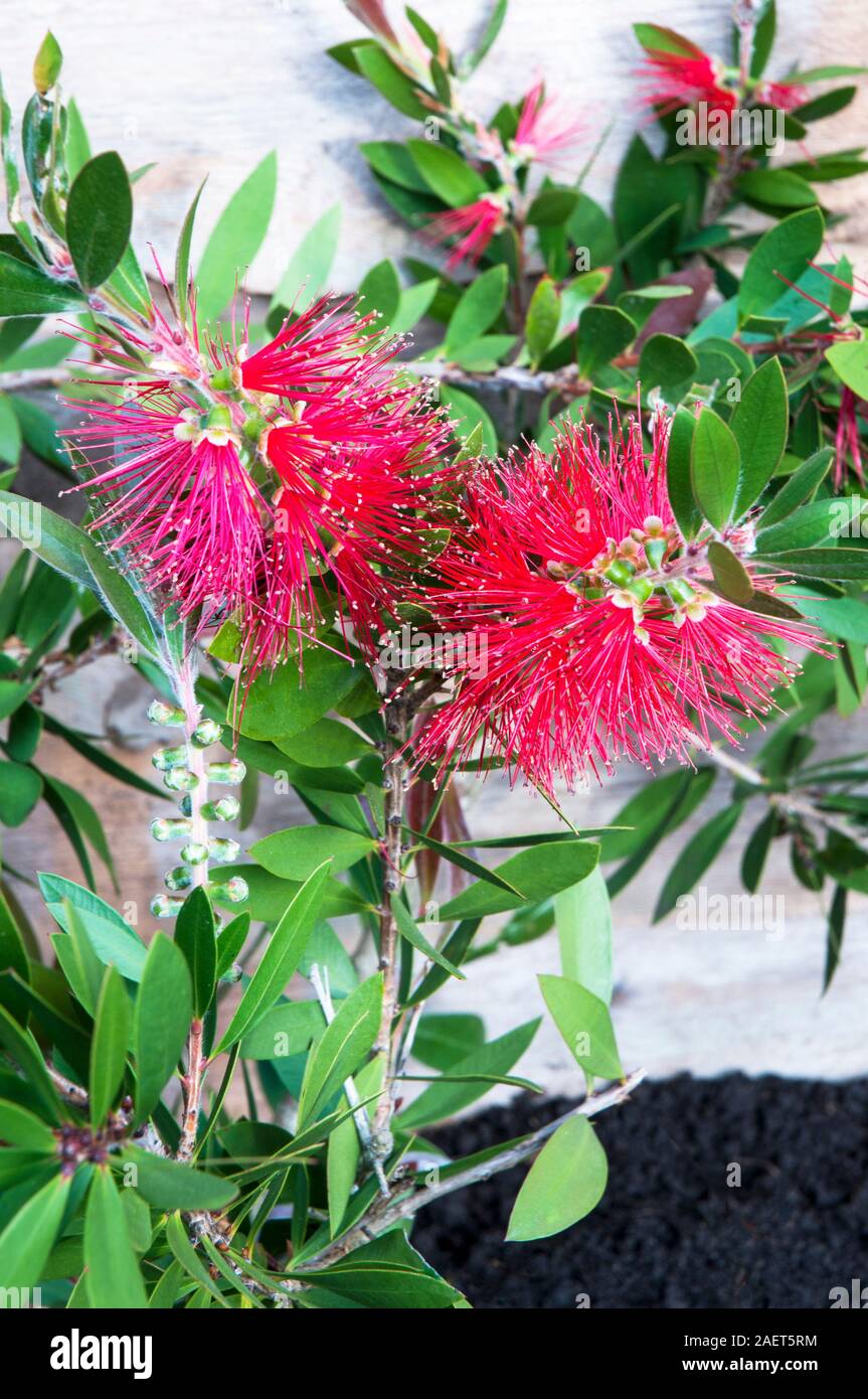 In der Nähe des 'Lena' Callistemon Bottlebrush Anlage. Produziert Crimson, rote Blüten im Frühjahr und im Sommer. Ist Immergrün und Voll winterhart. Stockfoto