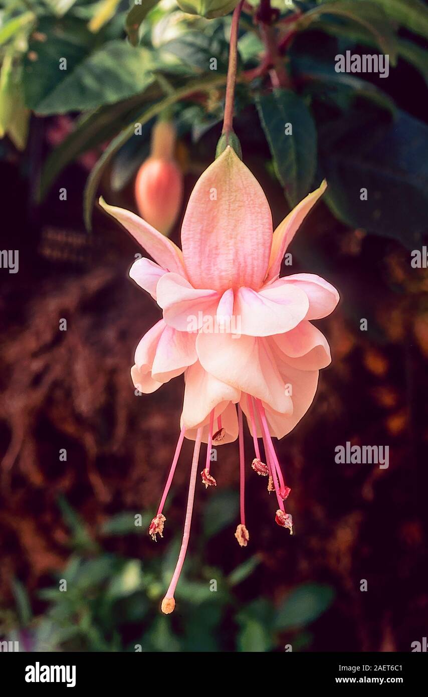 Nahaufnahme einer Fuchsie Blüte Southgate. Eine doppelte Pink semi trailing Laubbäume fuchsia mit buschigen Wuchs. Ideal für hängende Körbe und Behälter Stockfoto