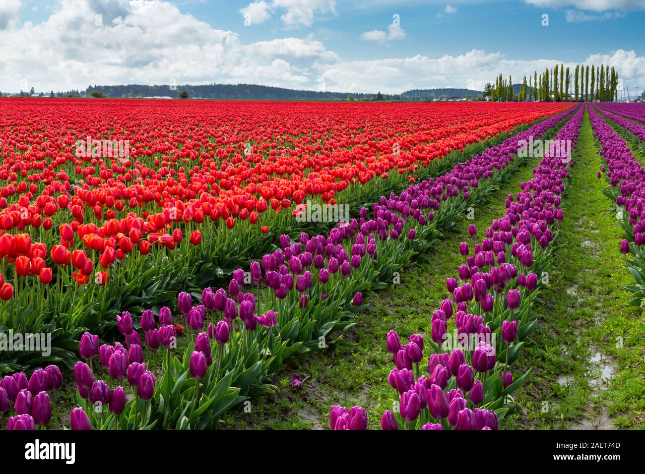 Blühenden Tulpenfelder in der Skagit Valley, in der Nähe von Mount Vernon, Washington, USA. Stockfoto