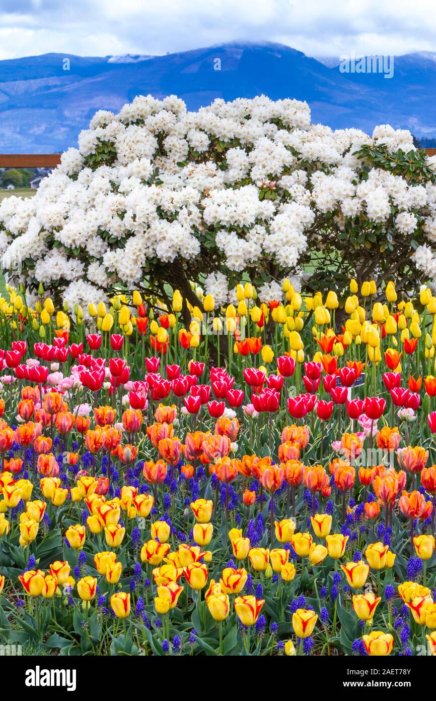 Frühling Tulpen blühen in den Skagit Valley in der Nähe von Mount Vernon, Washington, USA. Stockfoto