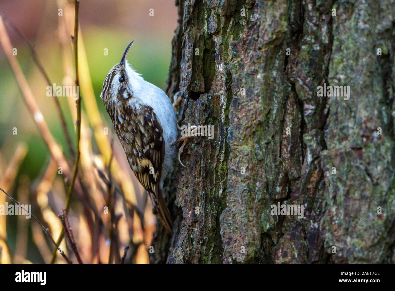 Waldbaumläufer (Certhia familiaris) Stockfoto