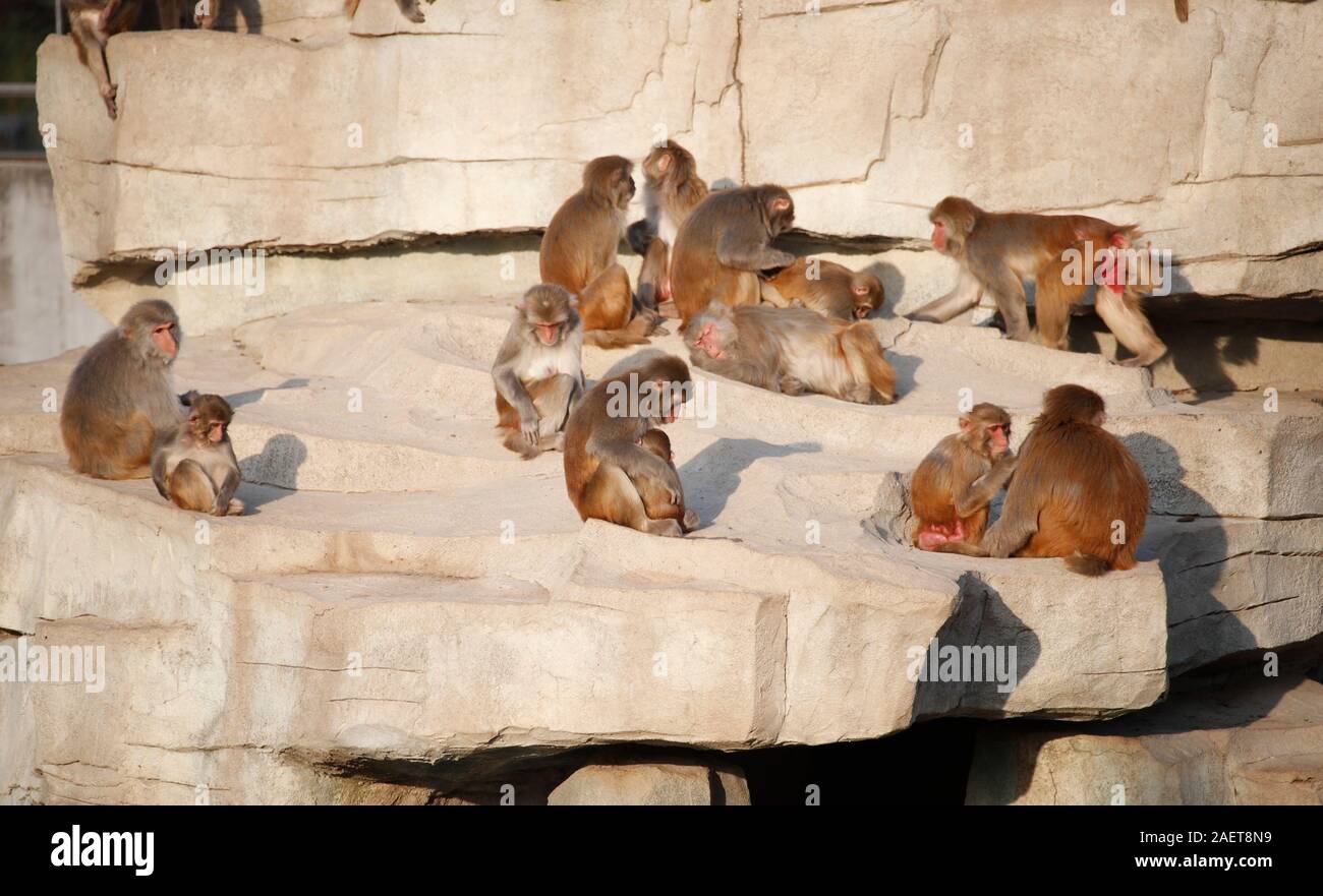 Affen spielen miteinander in Ningbo Zoo in Ningbo City, der ostchinesischen Provinz Jiangsu, 12. November 2019. Stockfoto