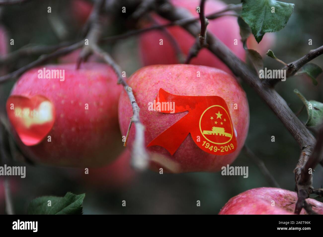 Ein Apfel ist, mit chinesischen Jubiläum Aufkleber in Peking, China, 2.  November 2019 bekleidet. Äpfel auf dem Baum wurden in hübsch Outfit und Mak  gekleidet Stockfotografie - Alamy