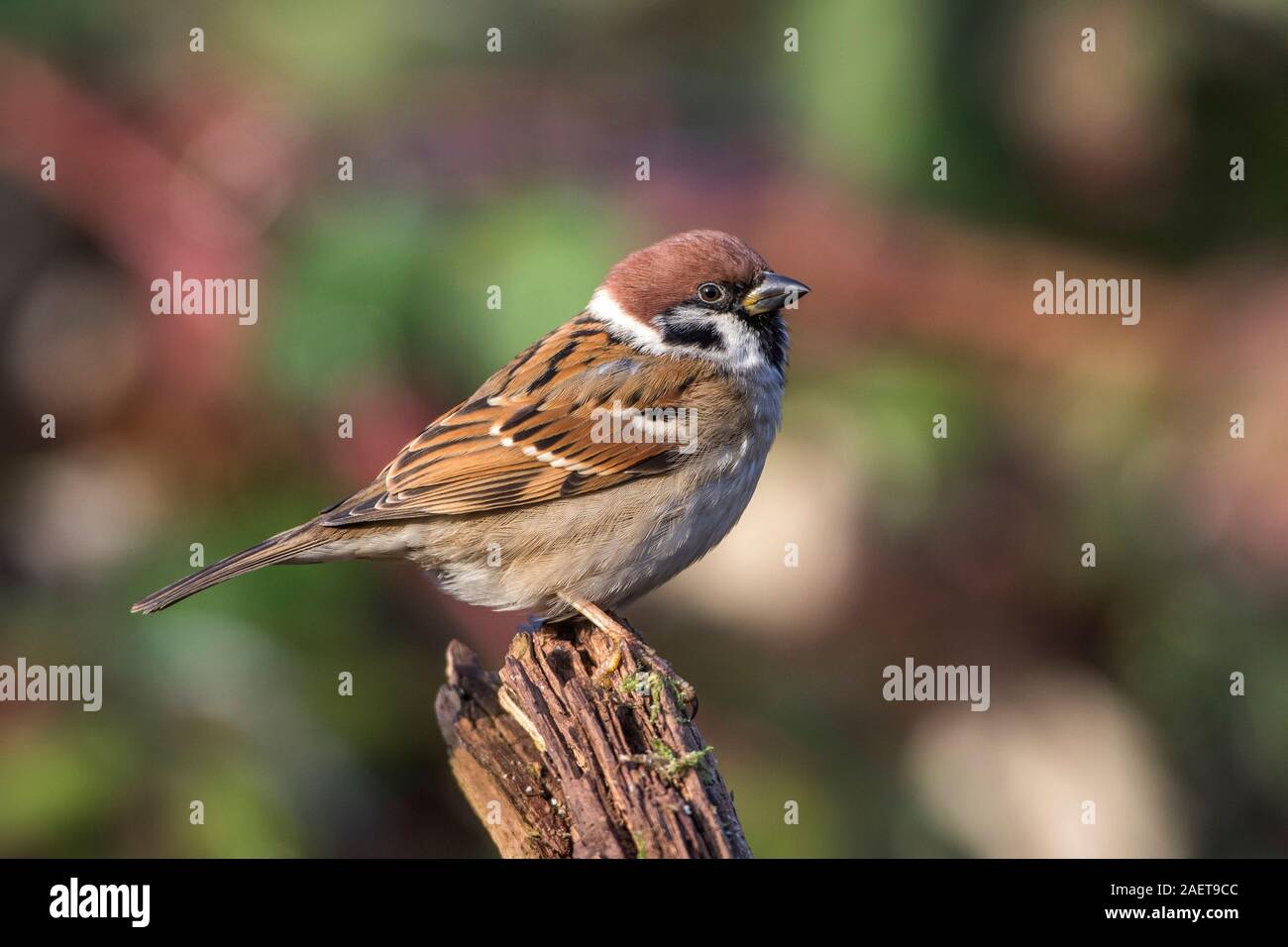 Feldsperling (Passer Montanus) Stockfoto