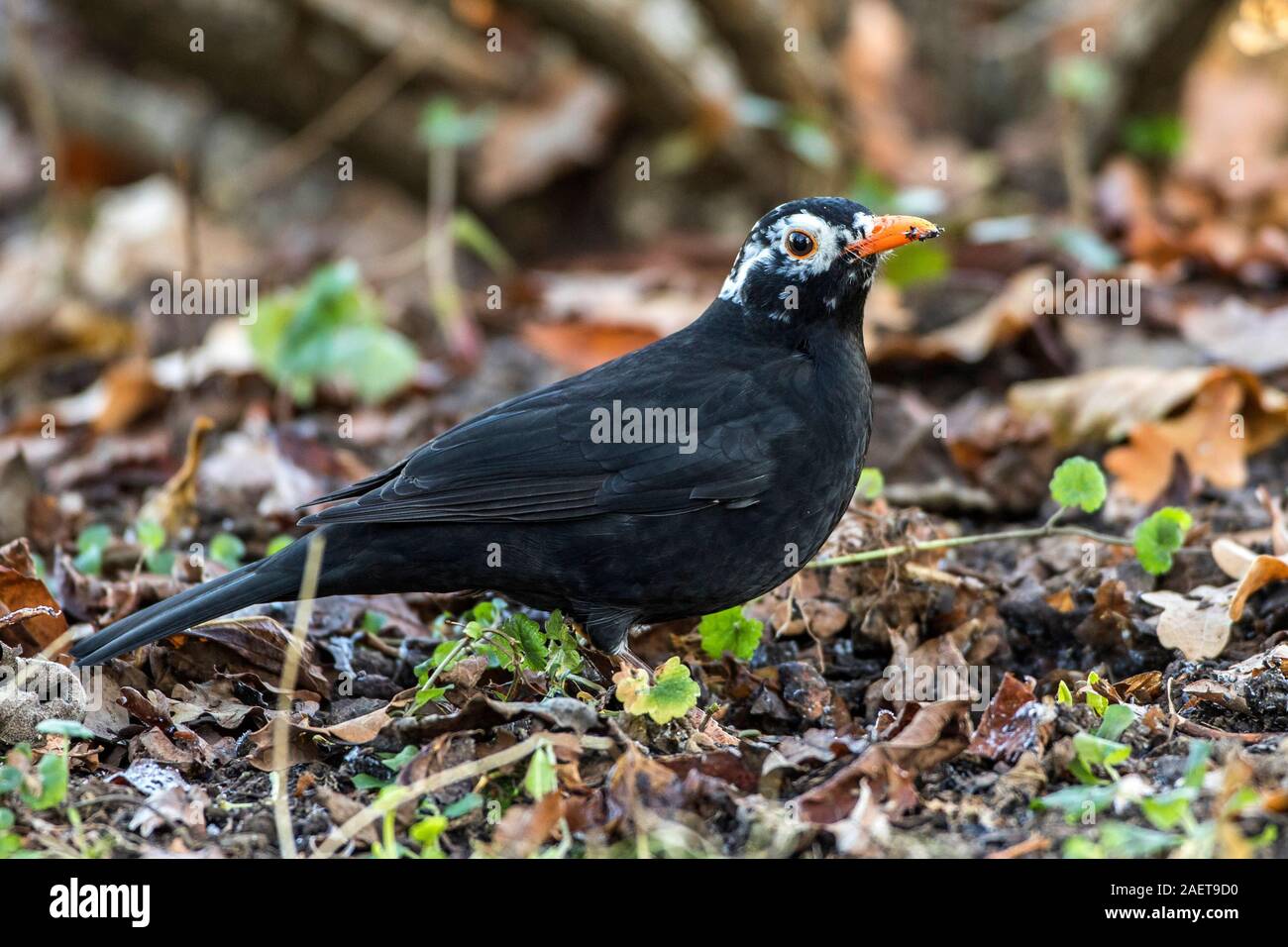 Amsel (Turdus Merula) Männchen Stockfoto