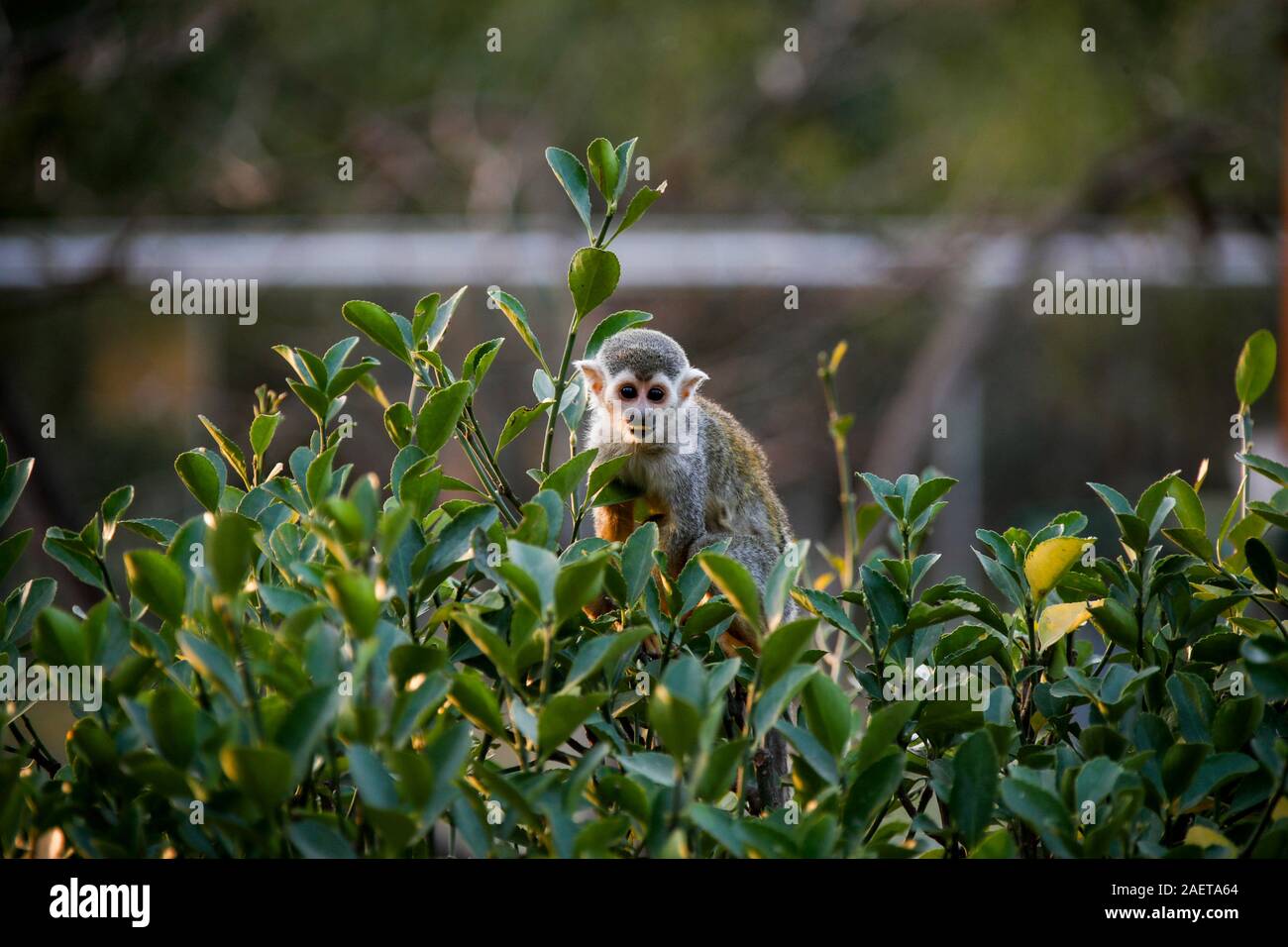 Ein totenkopfäffchen frisst Mais beim Sitzen auf einem Ast in Ningbo Zoo in Ningbo City, der ostchinesischen Provinz Jiangsu, 12. November 2019. *** Lokaler Ca Stockfoto