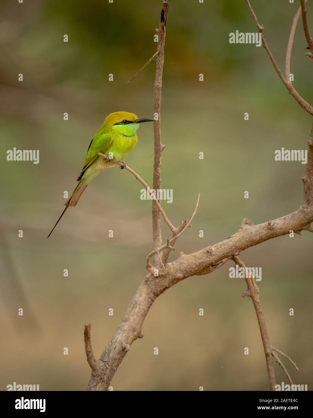 Green Bee Eater thront in der Wildnis in der Nähe zu sehen, in einem indischen Wald Stockfoto