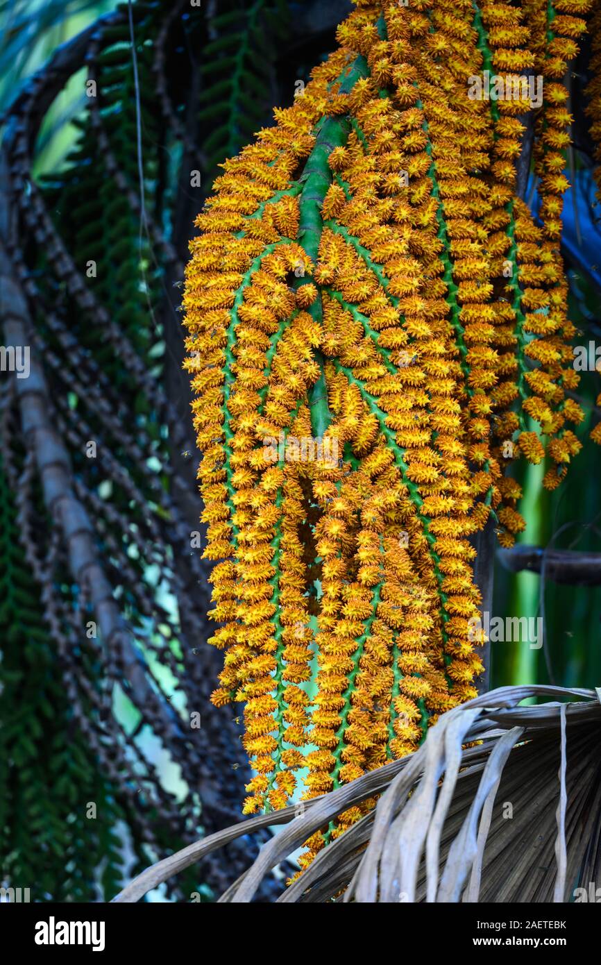 Leuchtend gelbe Blüten einer Palme. Tocantins, Brasilien, Südamerika. Stockfoto