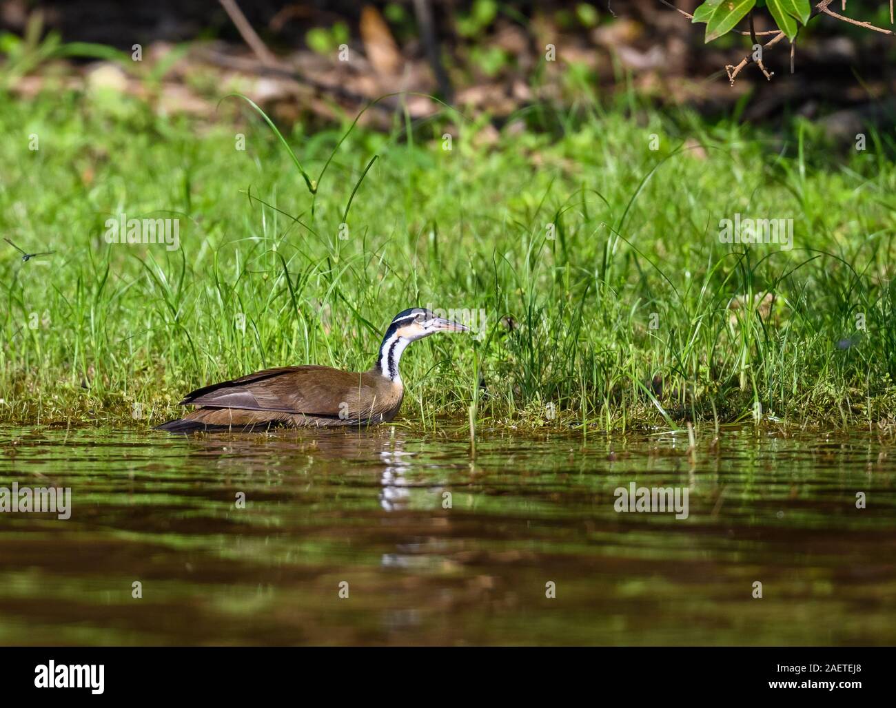 Eine Sungrebe (Heliornis fulica) Schwimmen im Fluss. Tocantins, Brasilien, Südamerika. Stockfoto